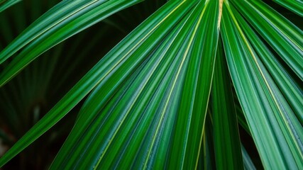 Close up of a natural tropical palm leaf texture with intricate vein patterns and vibrant shades of green, vibrant, vein, detail