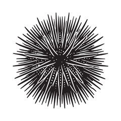 Fototapeta premium Sea Urchin Silhouette Vector Illustration, Solid White Background.