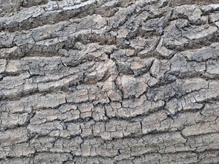 bark of a tree