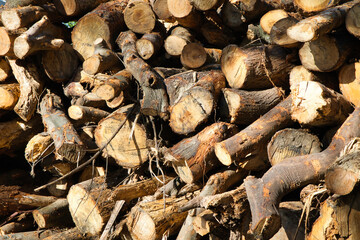 切られて積み上げられた沢山の丸太