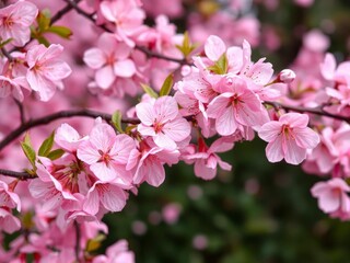 Pink sakura petals falling gently on blurred background, floral, background