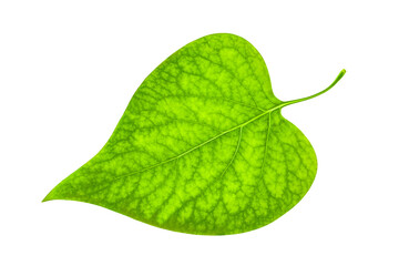 green leaf isolated on white background with clipping path