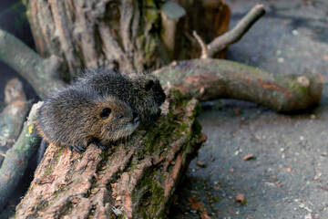 small baby nutria rodent animal theme in a zoo