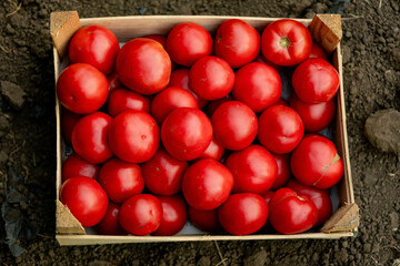 A bunch of fresh red tomatoes in a wooden box on the ground