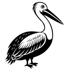pelican isolated on white