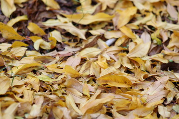 autumn leaves on the ground.