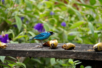 Golden-naped tanager (Chalcothraupis ruficervix) on a bird feeder in the Intag Valley, Cuellaje, Ecuador