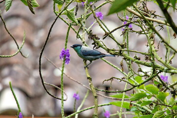 Golden-naped tanager (Chalcothraupis ruficervix) perched in a porterweed bush in the Intag Valley, Cuellaje, Ecuador