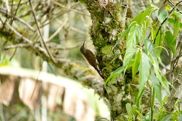 Spotted woodcreeper (Xiphorhynchus erythropygius) in a tree in the Intag Valley, Cuellaje, Ecuador