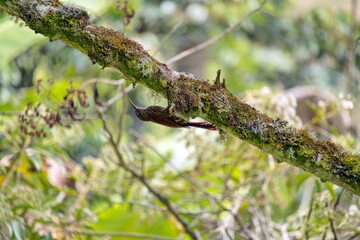 Spotted woodcreeper (Xiphorhynchus erythropygius) in a tree in the Intag Valley, Cuellaje, Ecuador