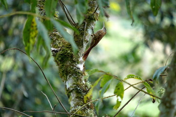 Spotted woodcreeper (Xiphorhynchus erythropygius) in a tree in the Intag Valley, Cuellaje, Ecuador