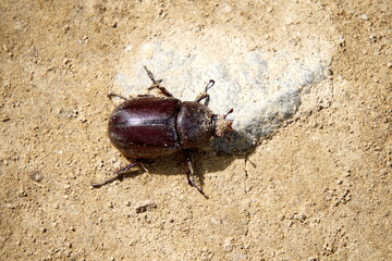 Beetle on the ground in the Intag Valley, Cuellaje, Ecuador