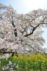 Naklejka premium 日向の人待ち地蔵桜（福島県）