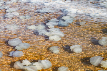 the invasion of jellyfish in seawater on the coast