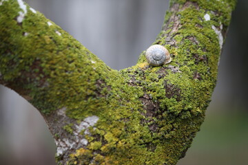 a snail on tree branch with lichen