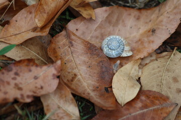 a snail shell on dry leaves in autumn