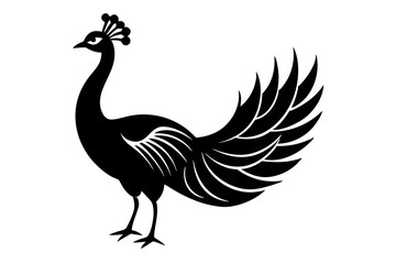 black and white rooster