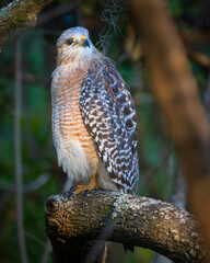 red tailed hawk