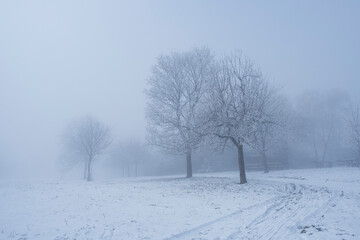 Trees in the snow in thick fog in the Rheingau