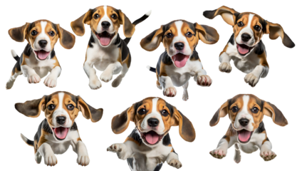 Cute Beagle puppy dog jumping isolated image. Funny pet doggy jump.