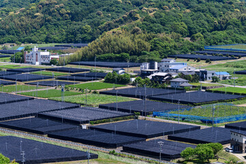 愛知県西尾市の茶畑