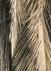 Obraz premium Palm leaf background. Foliage pattern. Dry leaves. Beige neutral natural aesthetic color.