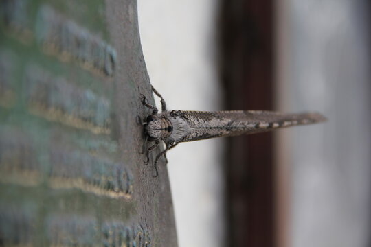 insect on a fence