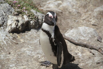 Naklejka premium penguin on the rocks