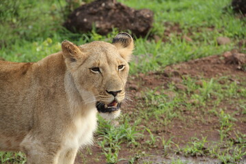 Fototapeta premium lion in the grass