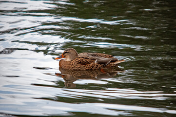 Stockente in schneller Bewegung auf dem Wasser