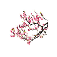 Exploring the Beauty and Symbolism of Cherry Blossom: A Guide to Spring's Most Iconic Flower