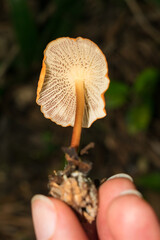 Marasmius cladophyllus, wild edible mushroom in Sao Francisco de Paula - South of Brazil