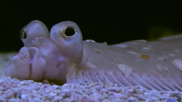 Scholle, Flunder, Plattfisch in Gro&szlig;aufnahme, Fischauge, Pleuronectes platessa, Nordsee