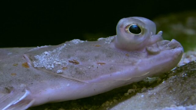 Scholle, Flunder, Plattfisch in Gro&szlig;aufnahme, Fischauge, Pleuronectes platessa, Nordsee