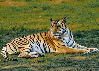 Royal Bengal Tiger resting in open field in North India