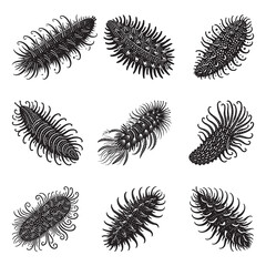 Sea Cucumber Silhouette Vector Illustration, Solid White Background.