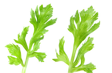 Celery leaves close up