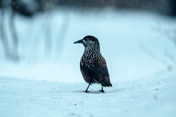 nutcracker on a snow