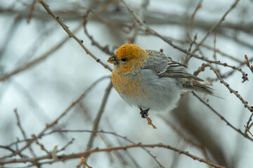 pine grosbeak on a branch