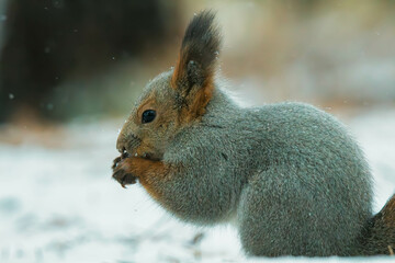 squirrel eating nut