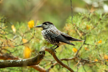 nutcracker on a branch