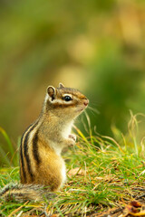 Fototapeta premium chipmunk in the grass
