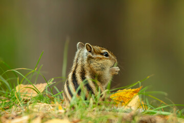 chipmunk in the grass