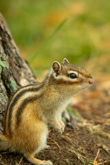 chipmunk on the ground