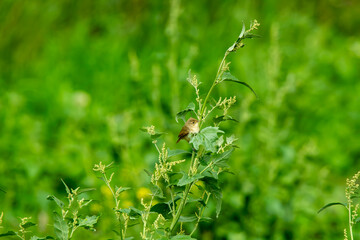 Fototapeta premium warbler on the green grass
