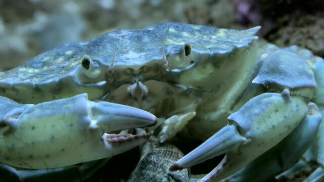 Strandkrabbe,  Carcinus maenas mit Greifzangen beim Fressen, Close-up, Nordsee, Unterwasser