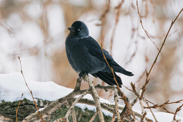 jackdaw on a branch