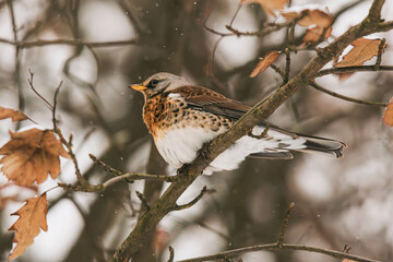 fieldfare on a branch