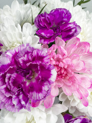 Obraz premium Closeup of fresh white chrysanthemums and violet carnation flowers. Heartfelt congratulations on birthday, Valentines Day, Mothers Day, anniversary, March 8. Floral background. Beautiful greeting card