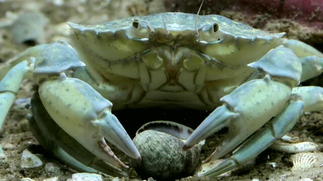 Strandkrabbe,  Carcinus maenas mit Greifzangen beim Fressen, Close-up, Nordsee, Unterwasser